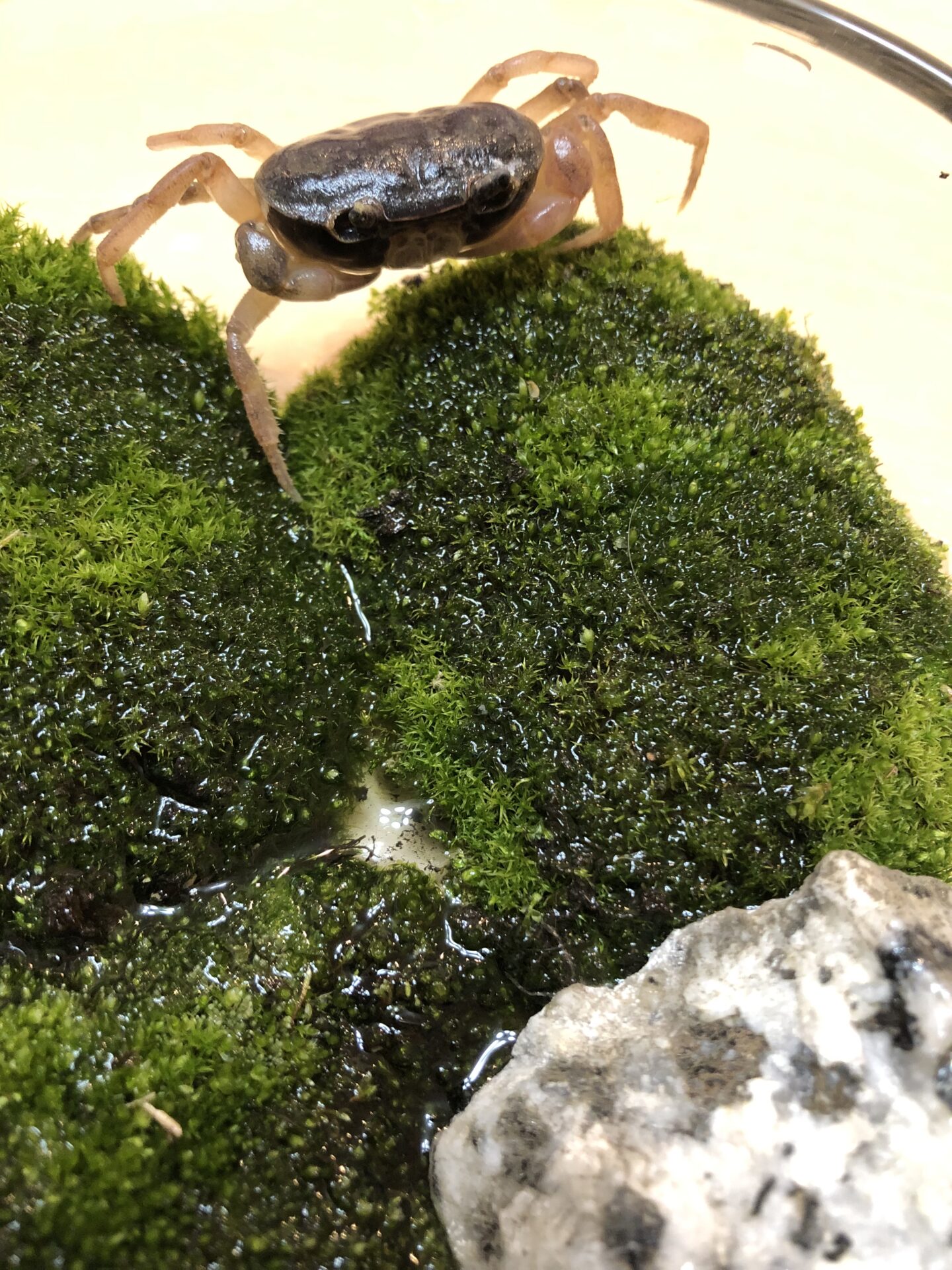 弁護士 峯田和子｜我が家のサワガニ | きづがわ共同法律事務所