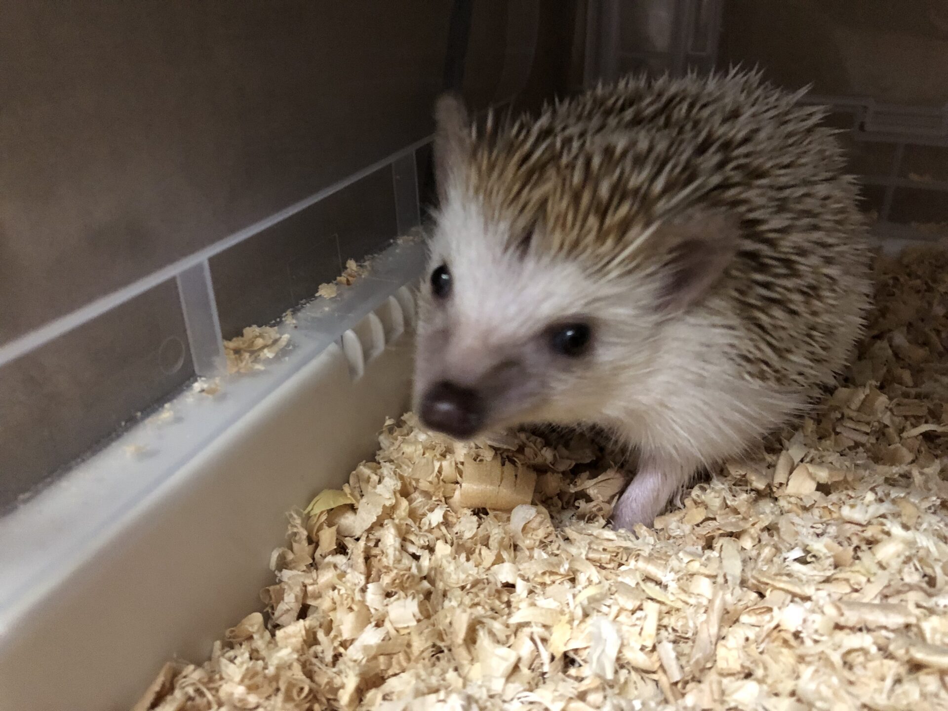 弁護士 峯田和子｜ハリネズミ飼いになった | きづがわ共同法律事務所