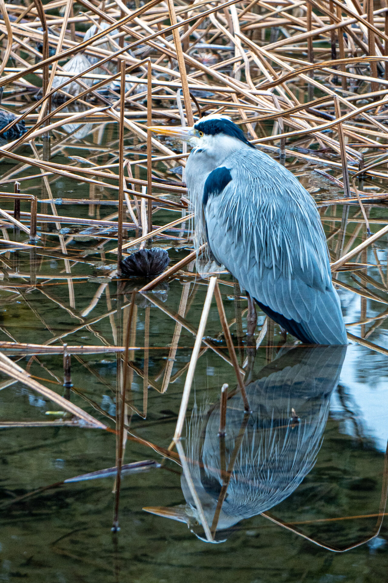 アオサギ（栗林公園）