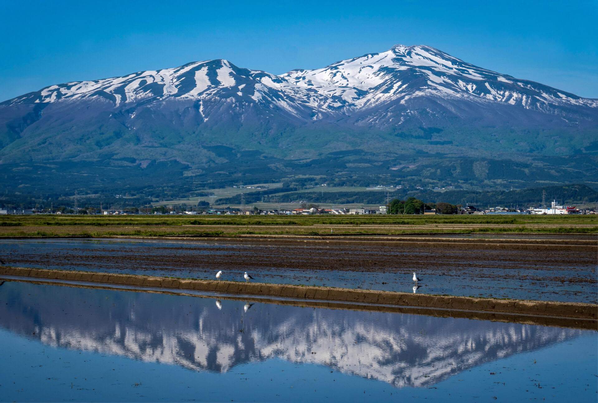 早苗待つ　鳥海山